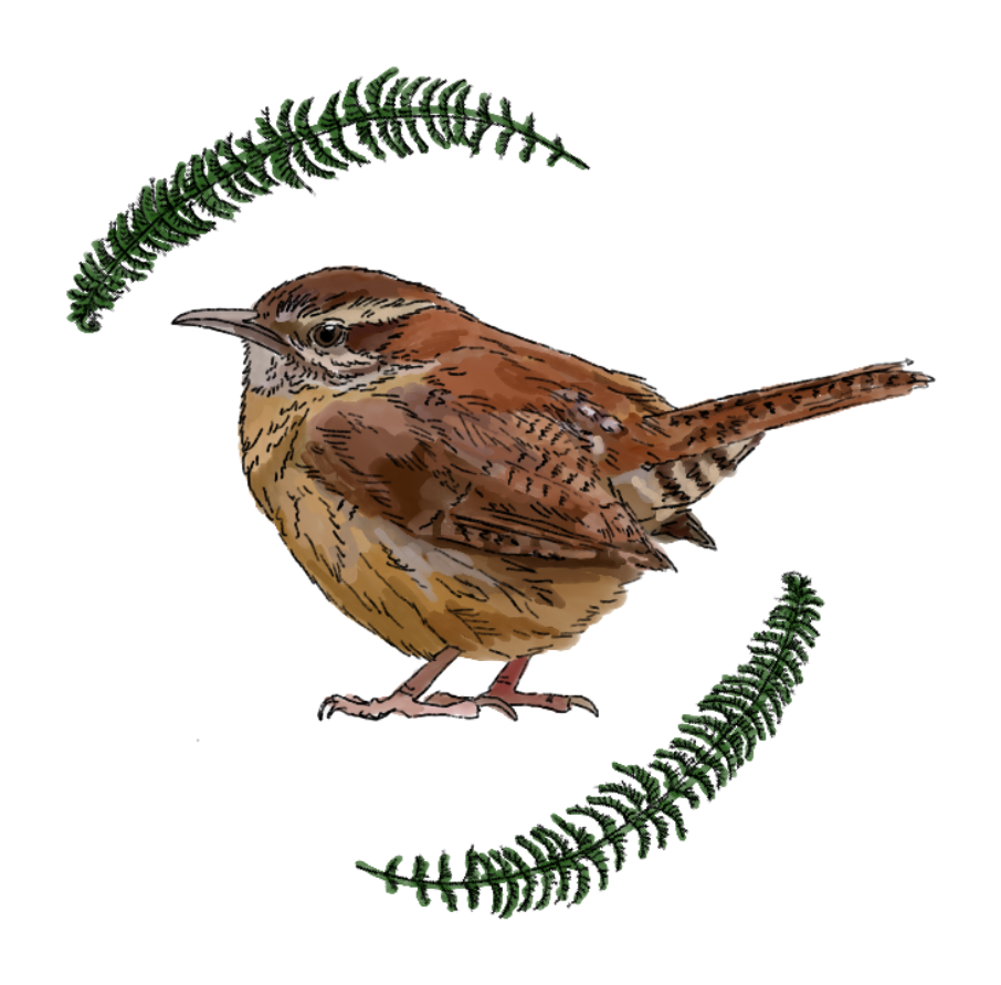 Little Mama Wren wren mark
