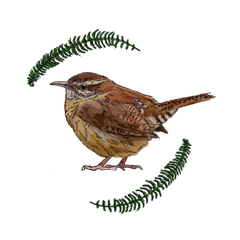 Little Mama Wren — bird with fern sprigs